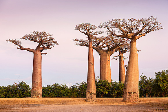 Giant baobab trees in Madagascar by photographer Mieke Boynton