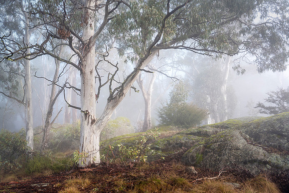 White eucalypt tree in fog