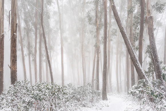 A Dusting of Snow