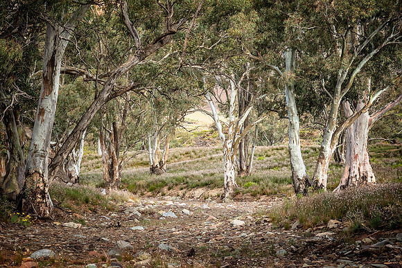 Moralana Scenery
