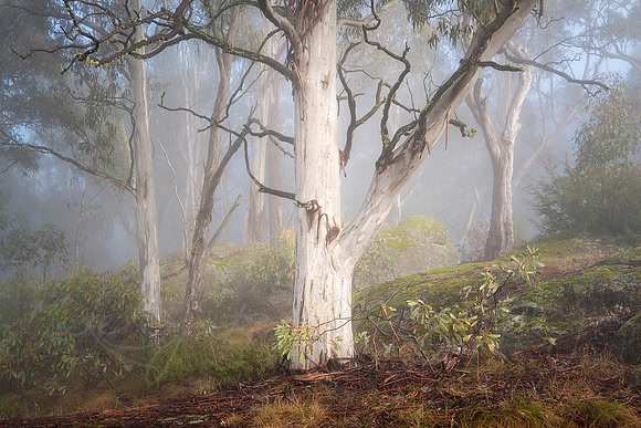 The White Eucalypt