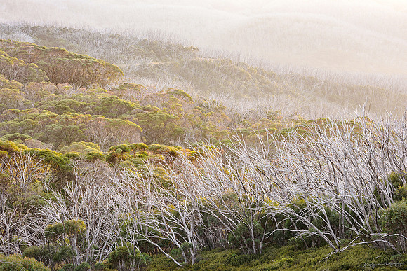 Trees at sunrise near Falls Creek Victoria Australia by photographer Mieke Boynton