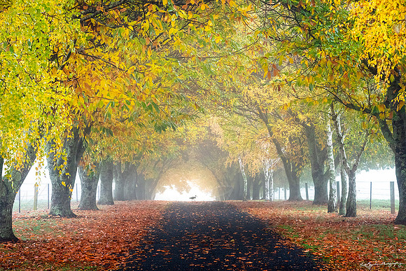 An arbour of Autumn trees and a bird in the Buckland Valley Victoria Australia by photographer Mieke Boynton
