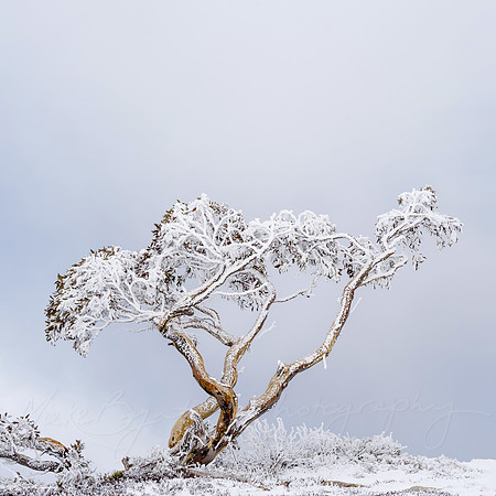 Snowgum