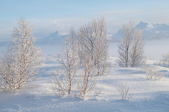 The Light of Lofoten