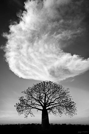 A black and white photo of a boab tree and a cloud in the Kimberley region of Western Australia by photographer Mieke Boynton