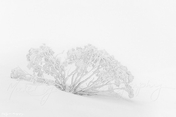 Snowgum in White