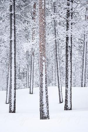 Winter Trees of Lapland