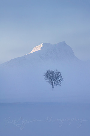 Lone Tree of Lofoten